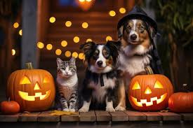halloween pets