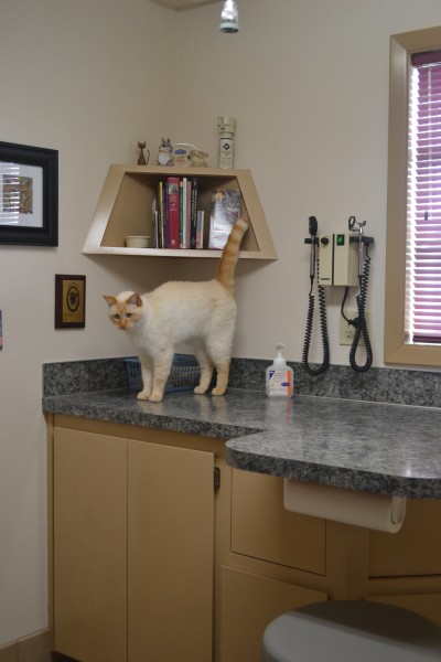Oak Hills Veterinary Clinic tour Oak Hills Veterinary Clinic tour