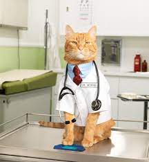 doctor cat