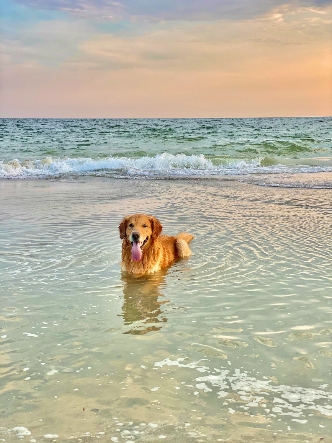 Waterdog