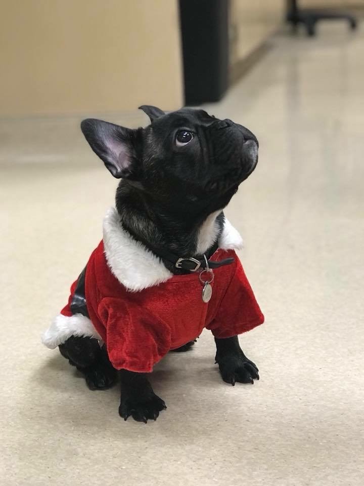dog in santa suit