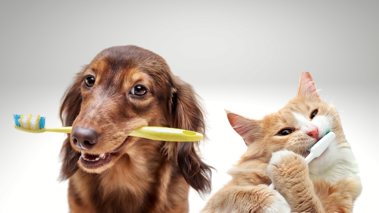 Dental care pets